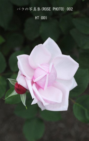 バラの写真集