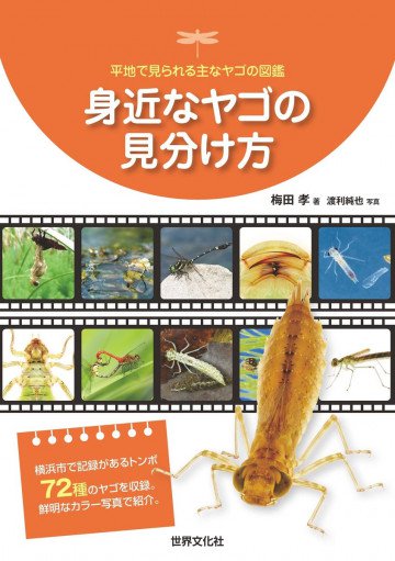 身近なヤゴの見分け方  平地で見られる主なヤゴの図鑑 