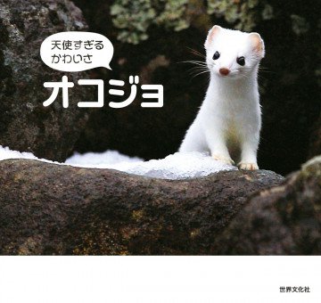 天使すぎるかわいさ オコジョ 
